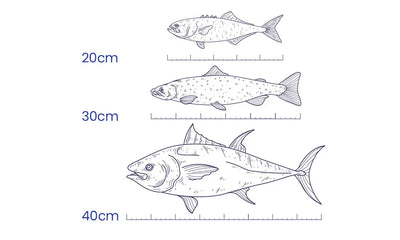 20-40CM Tamaño del Pez Cebo
