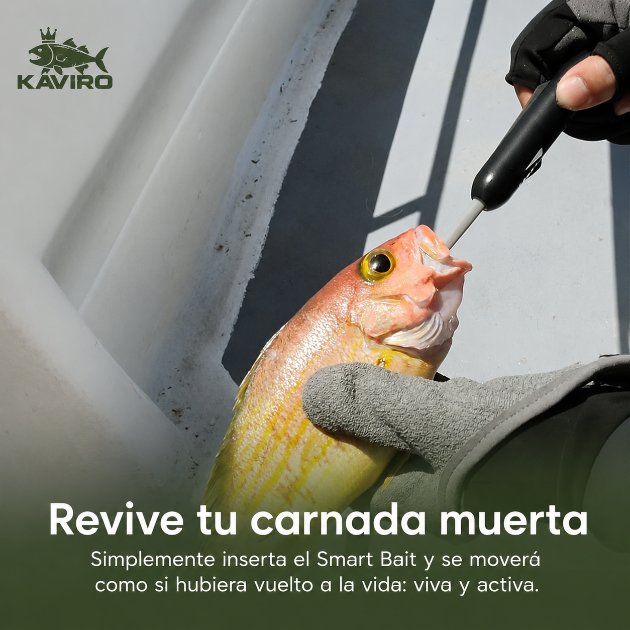 Kit Smart Bait Pro KAVIRO®